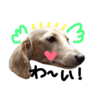 Lovely dog kanna1（個別スタンプ：27）