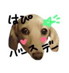 Lovely dog kanna1（個別スタンプ：29）