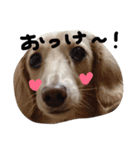 Lovely dog kanna1（個別スタンプ：30）