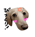 Lovely dog kanna1（個別スタンプ：31）