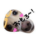 Lovely dog kanna1（個別スタンプ：33）