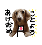 Lovely dog kanna1（個別スタンプ：34）