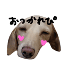 Lovely dog kanna1（個別スタンプ：38）
