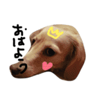Lovely dog kanna1（個別スタンプ：39）