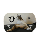 miinana（個別スタンプ：6）