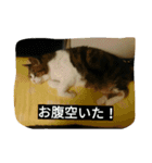 miinana（個別スタンプ：13）