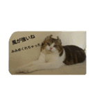 miinana（個別スタンプ：14）