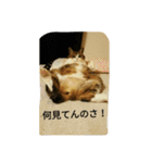 miinana（個別スタンプ：16）