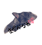 でんちゃんだよ！（個別スタンプ：4）