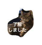 毎日使える猫の基本会話（個別スタンプ：7）