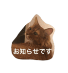 毎日使える猫の基本会話（個別スタンプ：17）