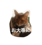 毎日使える猫の基本会話（個別スタンプ：18）