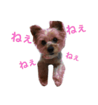 ヨークシャーテリアのアミちゃん3（個別スタンプ：1）