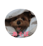 ヨークシャーテリアのアミちゃん3（個別スタンプ：4）