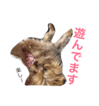 ヨークシャーテリアのアミちゃん3（個別スタンプ：5）