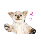 ヨークシャーテリアのアミちゃん3（個別スタンプ：15）
