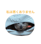 ヨークシャーテリアのアミちゃん3（個別スタンプ：18）