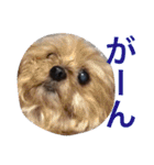 ヨークシャーテリアのアミちゃん3（個別スタンプ：21）