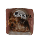ヨークシャーテリアのアミちゃん3（個別スタンプ：31）