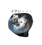 ヨークシャーテリアのアミちゃん3（個別スタンプ：40）