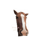実写癒しのお馬さん！！（個別スタンプ：14）