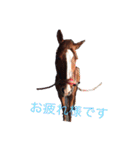 実写癒しのお馬さん！！（個別スタンプ：30）