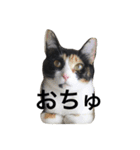 おちゅとちょびの日常（個別スタンプ：1）