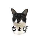 おちゅとちょびの日常（個別スタンプ：2）