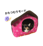おちゅとちょびの日常（個別スタンプ：38）