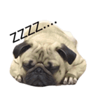 NO PUG NO LIFE.（個別スタンプ：1）