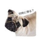 NO PUG NO LIFE.（個別スタンプ：2）
