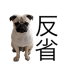NO PUG NO LIFE.（個別スタンプ：3）