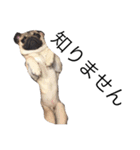 NO PUG NO LIFE.（個別スタンプ：4）