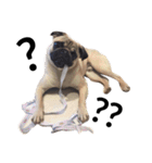 NO PUG NO LIFE.（個別スタンプ：5）