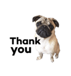 NO PUG NO LIFE.（個別スタンプ：6）