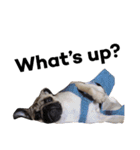 NO PUG NO LIFE.（個別スタンプ：7）