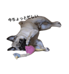 NO PUG NO LIFE.（個別スタンプ：8）
