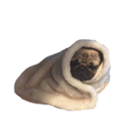 NO PUG NO LIFE.（個別スタンプ：9）