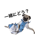 NO PUG NO LIFE.（個別スタンプ：11）