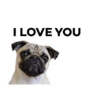 NO PUG NO LIFE.（個別スタンプ：12）