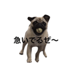NO PUG NO LIFE.（個別スタンプ：13）