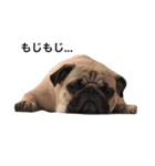 NO PUG NO LIFE.（個別スタンプ：15）