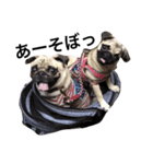 NO PUG NO LIFE.（個別スタンプ：16）