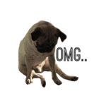 NO PUG NO LIFE.（個別スタンプ：18）
