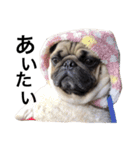 NO PUG NO LIFE.（個別スタンプ：19）