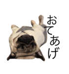 NO PUG NO LIFE.（個別スタンプ：20）