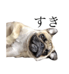 NO PUG NO LIFE.（個別スタンプ：21）
