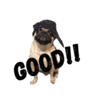 NO PUG NO LIFE.（個別スタンプ：22）