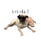 NO PUG NO LIFE.（個別スタンプ：23）