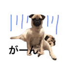 NO PUG NO LIFE.（個別スタンプ：24）